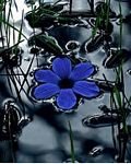 pic for blue flower